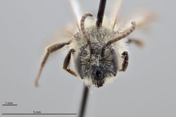 Media type: image;   Entomology 771476 Aspect: head frontal view